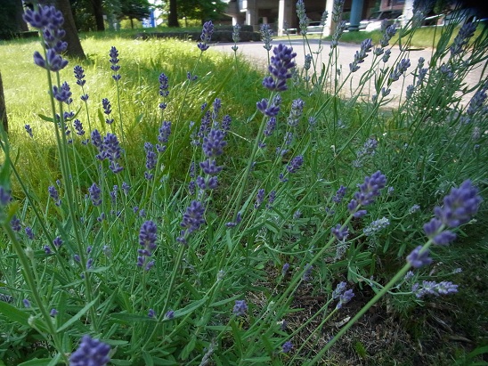 RIMG0005.JPG
