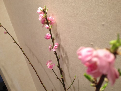 23月8日桃の花500２.jpg