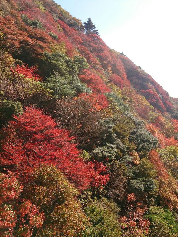 妙見岳の紅葉