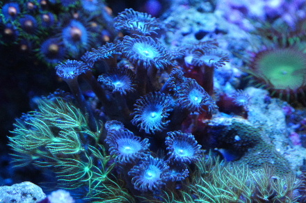 2012_1112ﾄﾗﾝﾍﾟｯﾄ0009.JPG