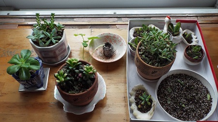 Ｈ28多肉植物ｰ2.JPG