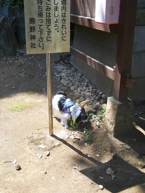 20130505 熊野神社で雑草を食べるジュン
