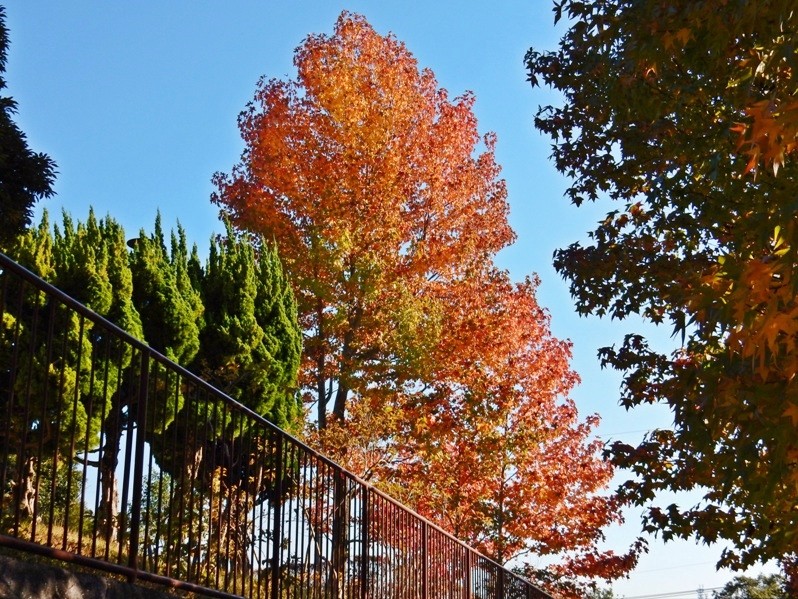 公園の紅葉5.JPG