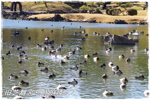 旧芝離宮恩賜庭園にて