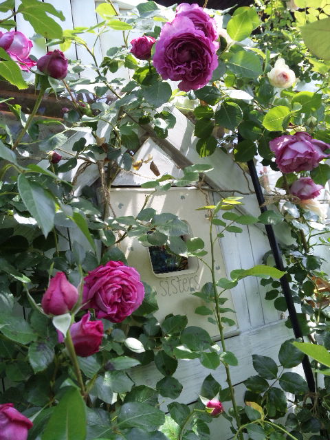 DVC00204.jpg
