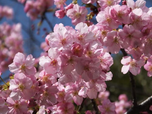 河津桜