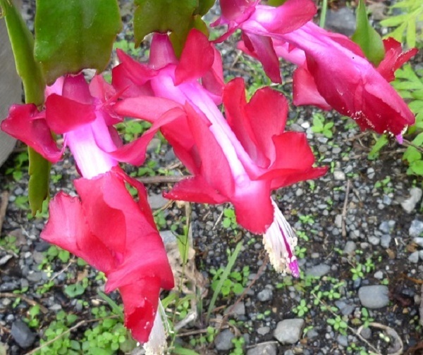 P1070064-001.JPG