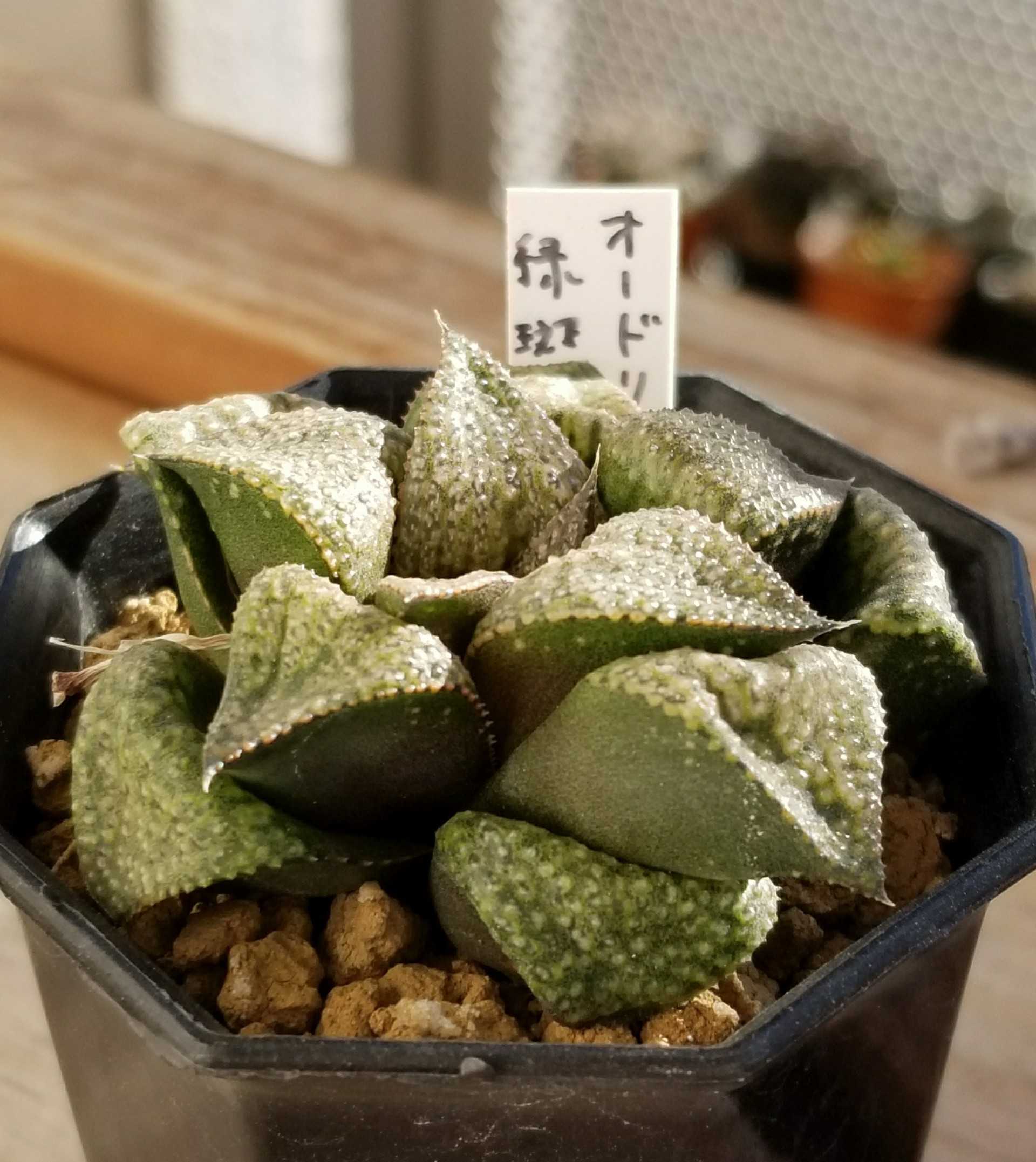 へこむヤツら デルオの多肉日記 楽天ブログ