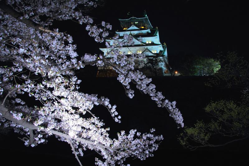 大阪城西の丸庭園夜桜_7-1.jpg