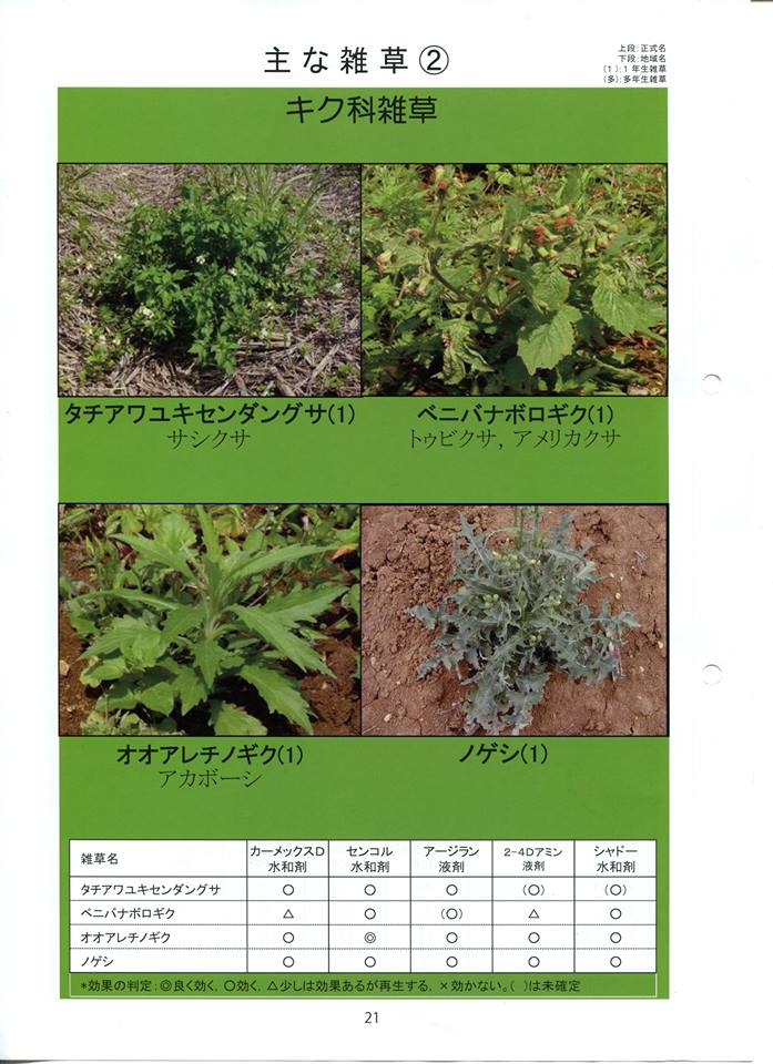 雑草2.jpg