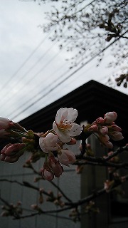 桜咲き初め