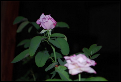 DSC_0007.JPG