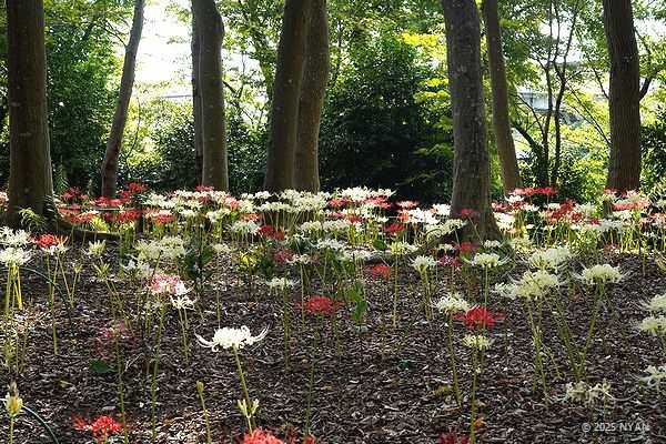 ヒガンバナ（彼岸花、ヒガンバナ科）