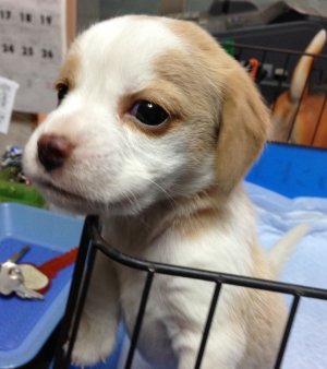 20140419 しっぽがピン