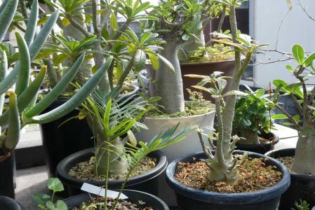 ドルステニアギガス　本日限定特価10/10 ドルステニアギガス | STORES