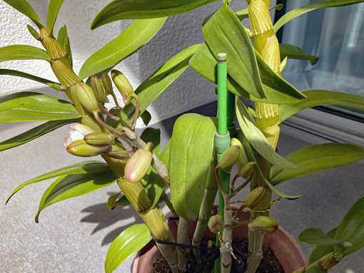 ぼやき の記事一覧 The Cabin Of Uncle Elvis 楽天ブログ