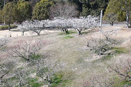 加古川市立見土呂フルーツパークの紹介 セッコク花工房 八竜園 楽天ブログ
