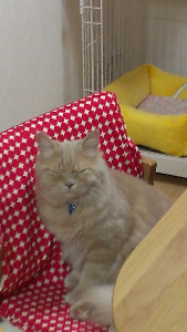 rblog-20130413002635-03.png