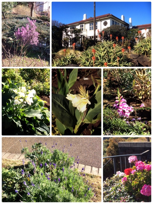イギリス館と庭園の花