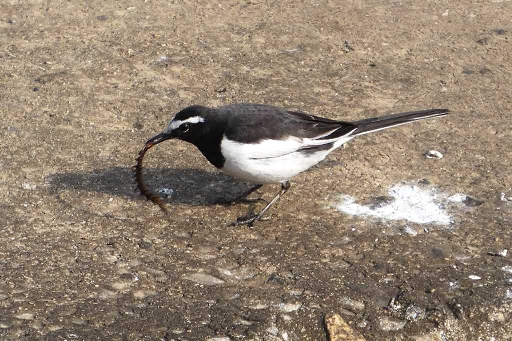 515