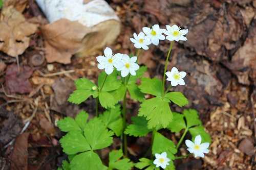 これも北海道で多く見られる花かな おとっつぁん いろいろやっちょります 楽天ブログ