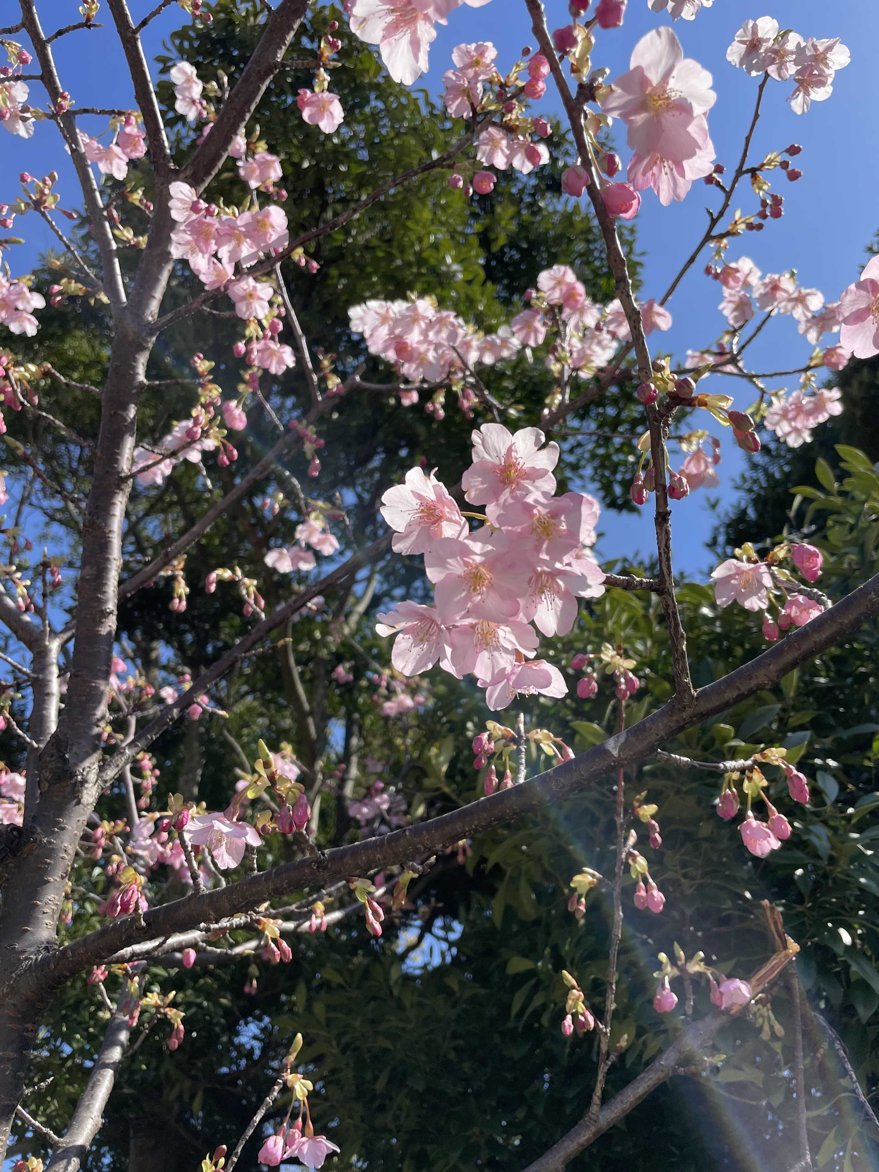 3月に咲く桜。 | ただいまをいうところ - 楽天ブログ