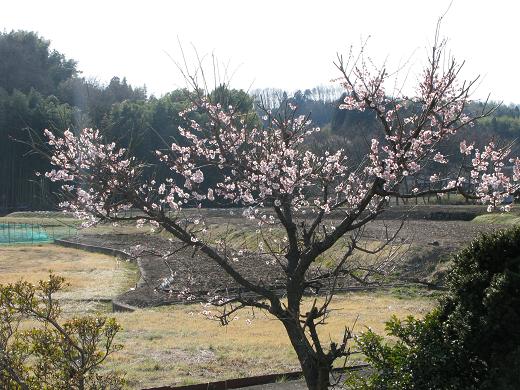 4月2日　梅ノ木