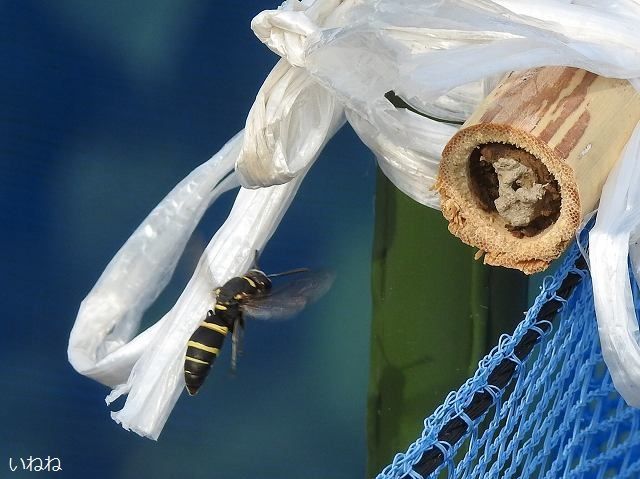 ミカドドロバチ 竹の穴に巣を作っているところです いねねの趣味三昧 昆虫 野鳥 古寺巡り 読書 木工 語学など 楽天ブログ