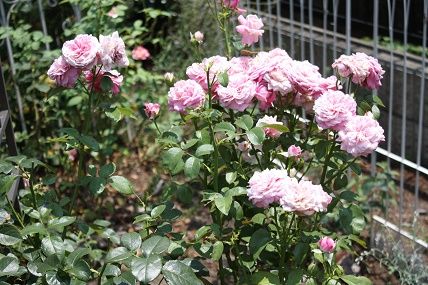 また花盛りのパリス スローライフに憧れて 薔薇や野菜を育てながら 楽天ブログ