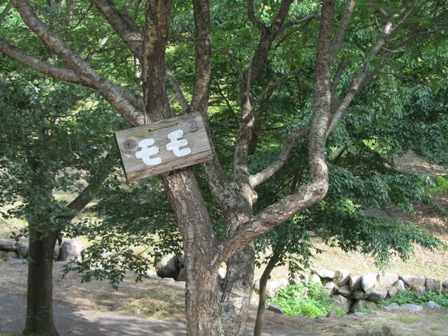 モモ