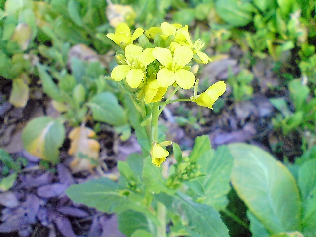 菜の花