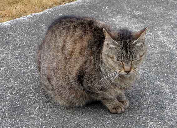 我が家のニャンコ♪2016/3/8-3