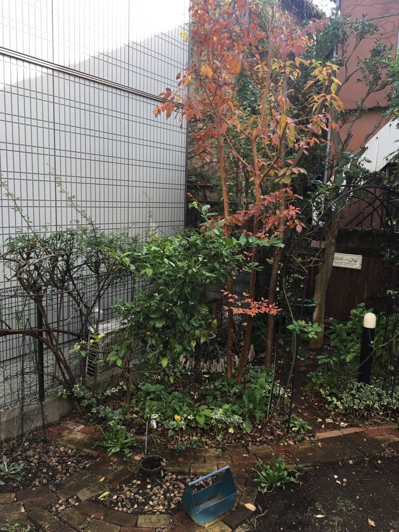 冬枯れの庭とオルラヤ Jupiterのシェードガーデン 楽天ブログ