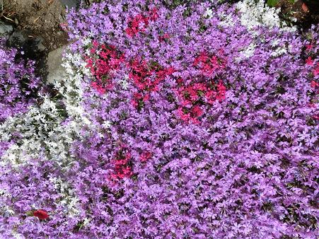 芝桜