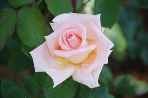 谷津バラ園のバラの花