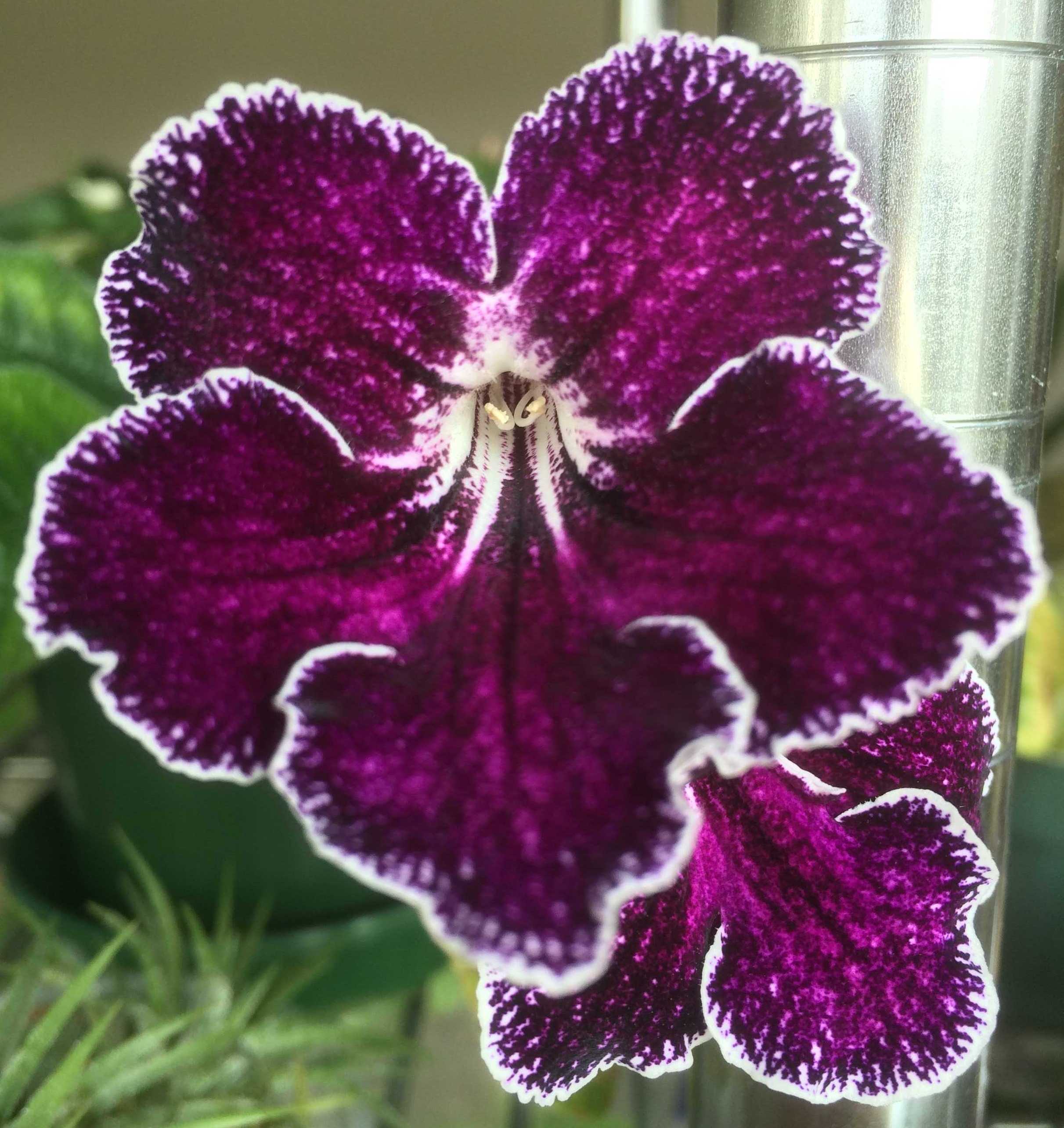 Streptocarpus TK'S NOVELTY PLANTS 楽天ブログ