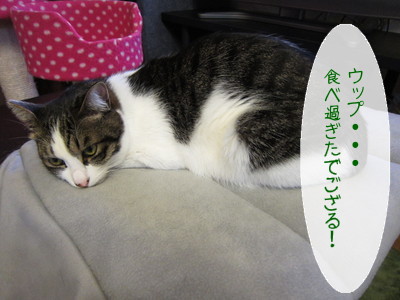 20130314111522_w_400_h_300_1529521.jpg