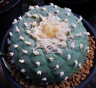 レア種❗️ 有棘烏羽玉　　ロフォフォラ　ヨールダニアナ　(検索　銀冠玉　翠冠玉 低重心扁平❗️ 小疣銀冠玉 ロフォフォラ (検索 烏羽玉 翠冠玉