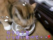 カリカリ食べて.JPG