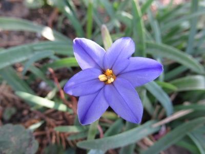 ラズベリーの花が咲いました マダムマリィの好きなモノ 楽天ブログ ラズベリーの花が咲いました マダムマリィの好きなモノ 楽天ブログ