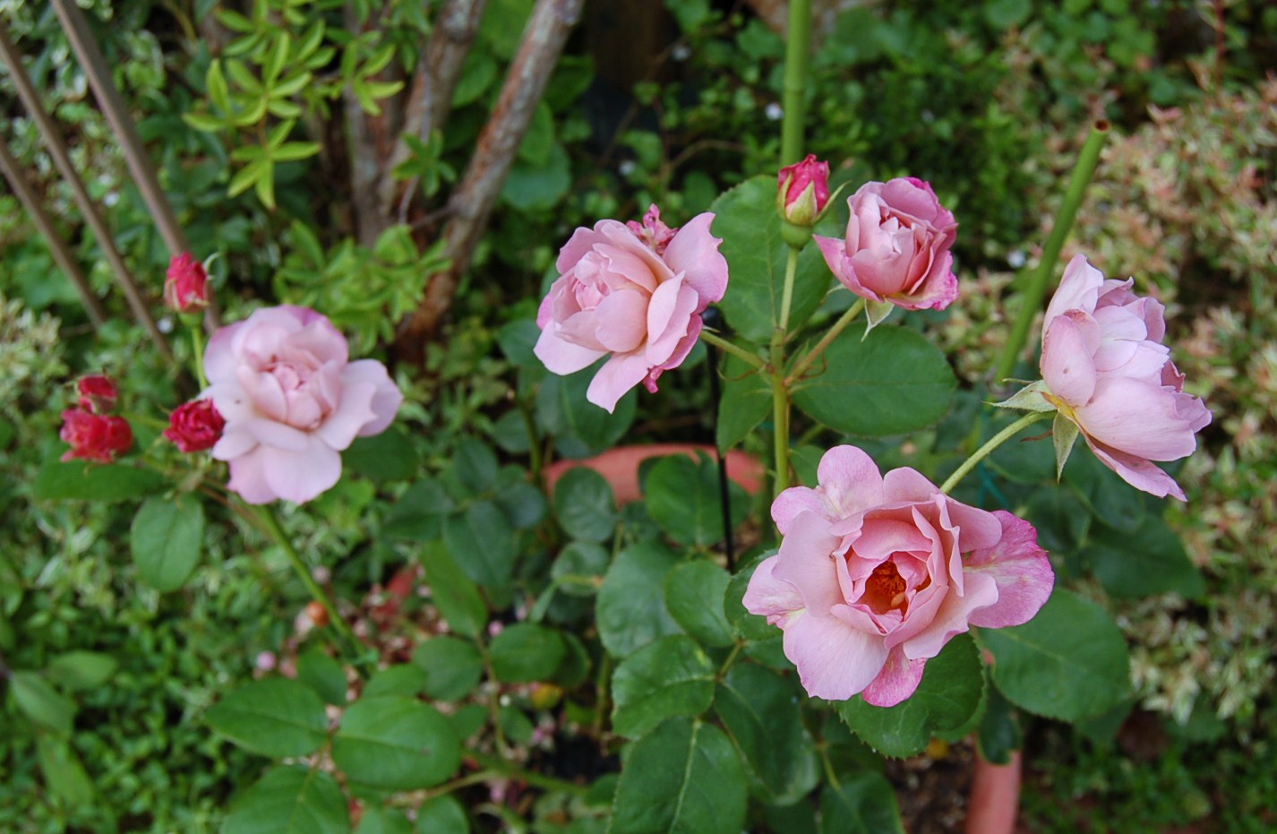 DSC_0445.JPG