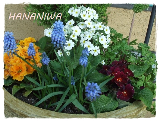１３０２０１寄せ植えムスカリ.JPG