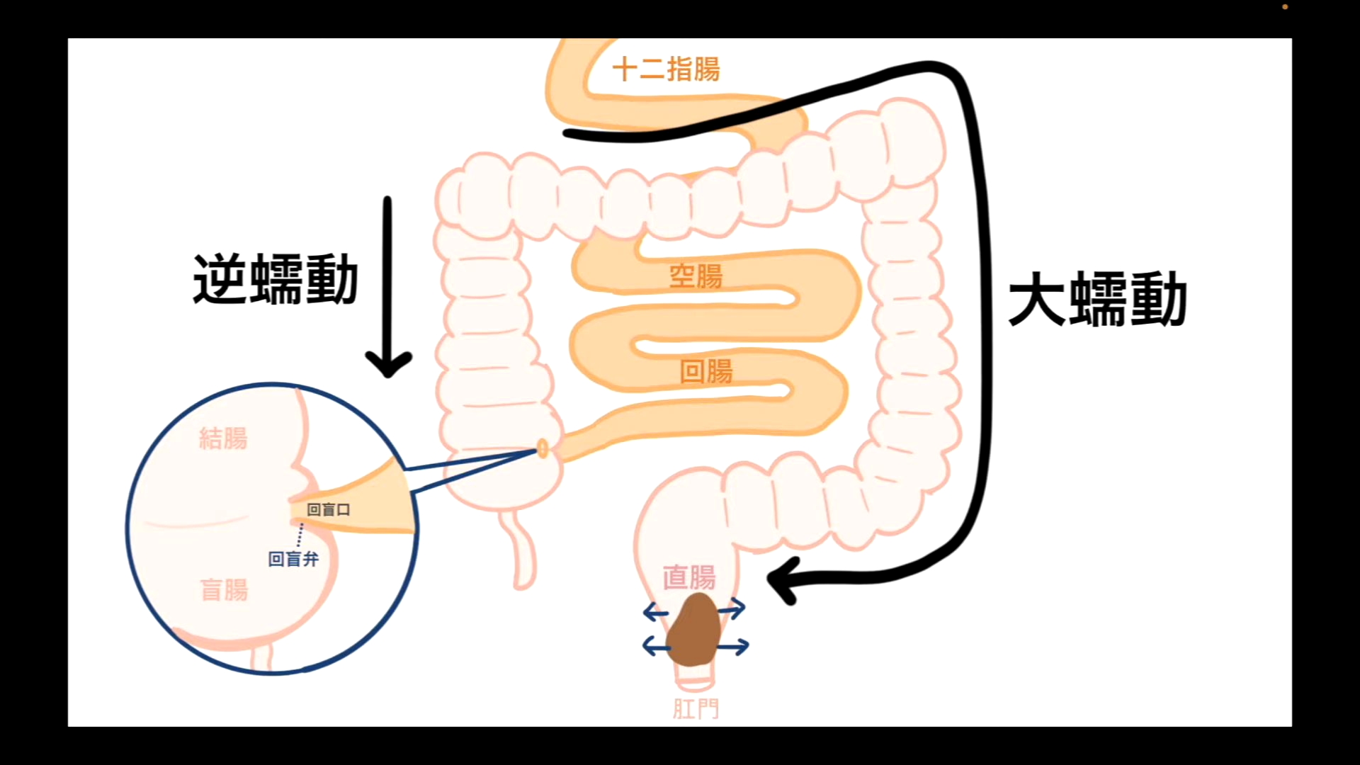 体の仕組みを知る | 体の仕組み 内臓 – ふるさと納税の流れ – QWRPO