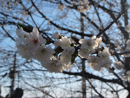 四季桜２.jpg