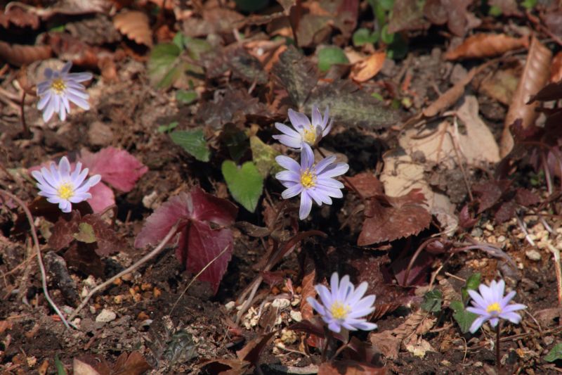 野草_017ユキワリイチゲ.jpg