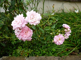 P1250162ss.jpg