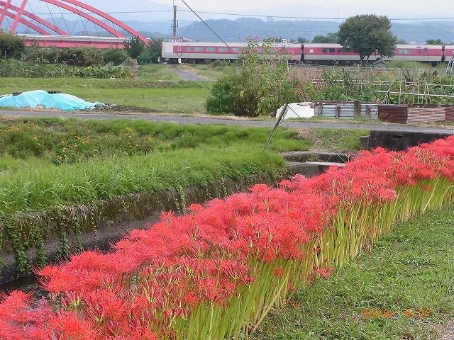 やくも号