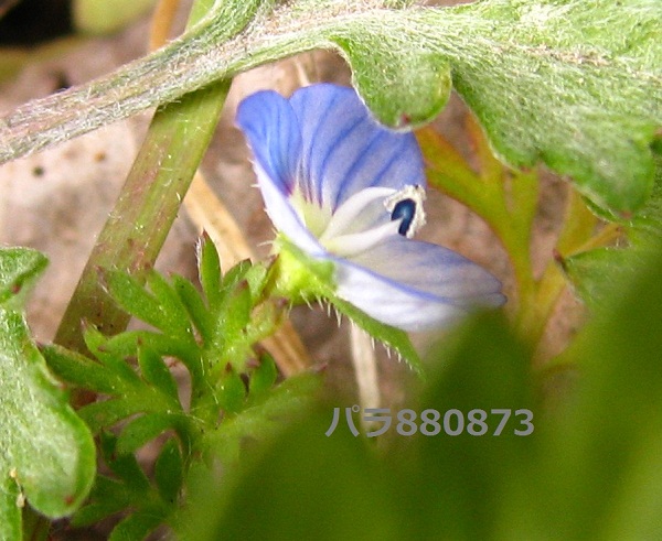 IMG_0660 - コピー - コピー.JPG