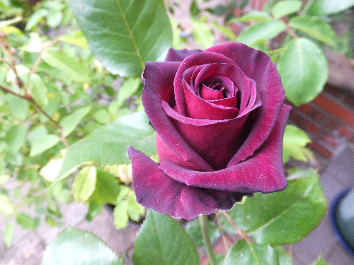 Black Baccara 　　　　