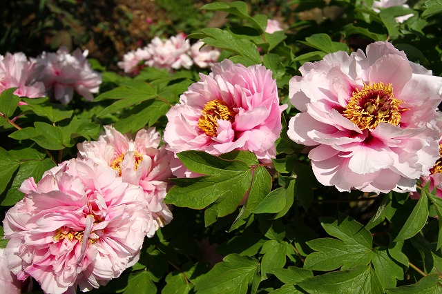 IMG_7324.jpg